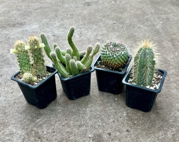 3" Cactus