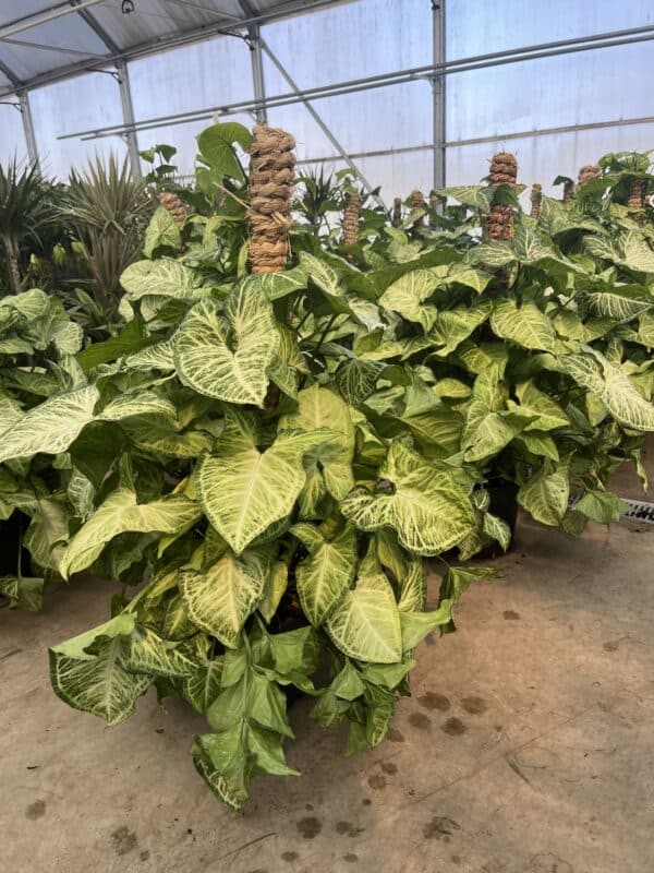 8" Nephthytis Pole