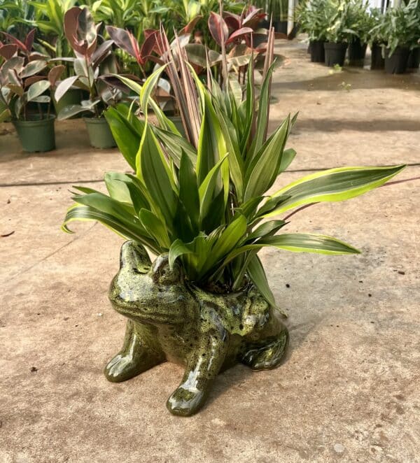 Frog Garden - Image 2