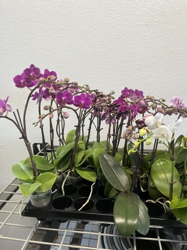 2" Orchid Mini (Mixed Colors) - Image 3