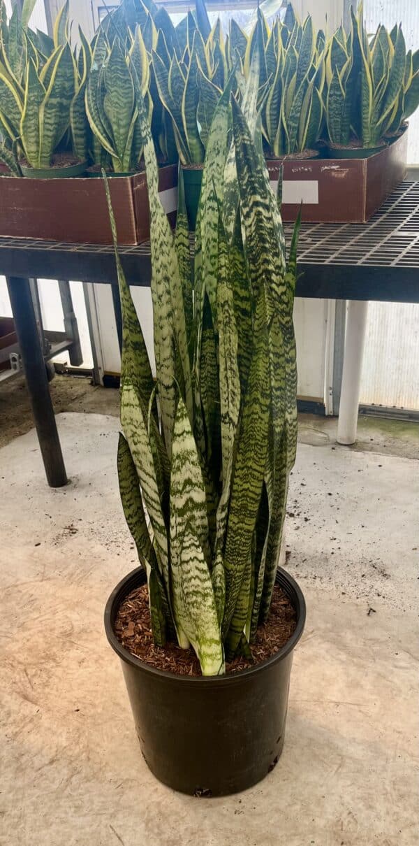 14" Sansevieria Zeylanica