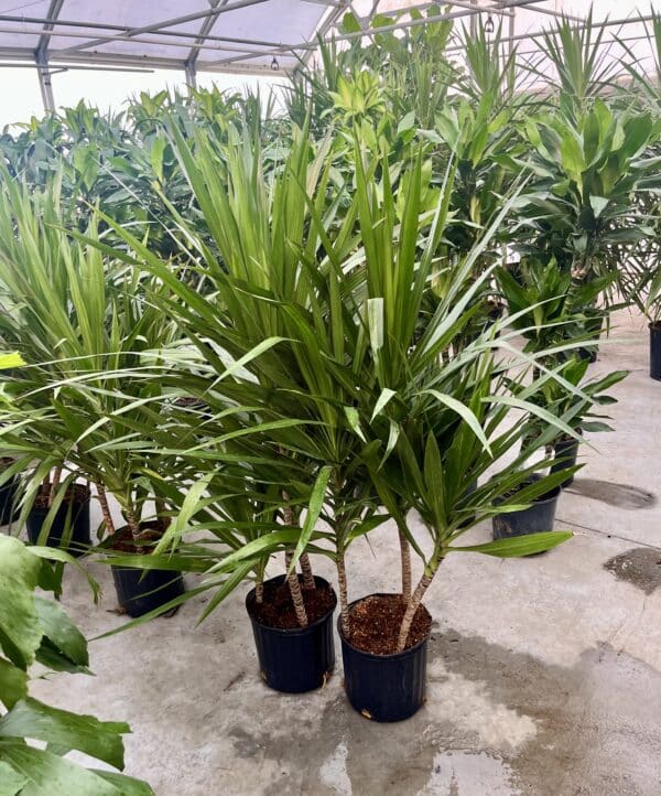 10" Dracaena Tarzan Bush