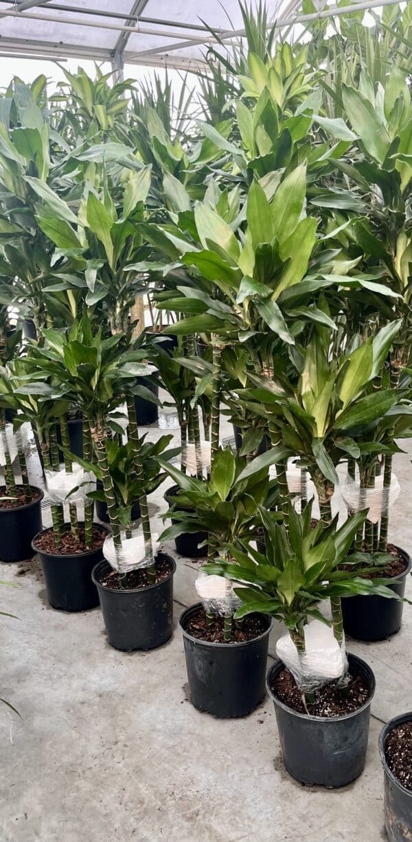 10" Janet Craig Lind Cane 3-2-1