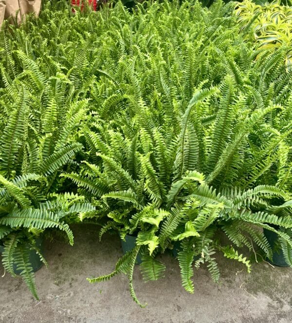 6" Kimberly Queen Fern - Image 2