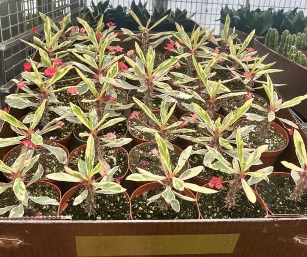 4" Crown of Thorns Variegated - Image 2