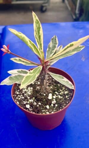 4" Crown of Thorns Variegated