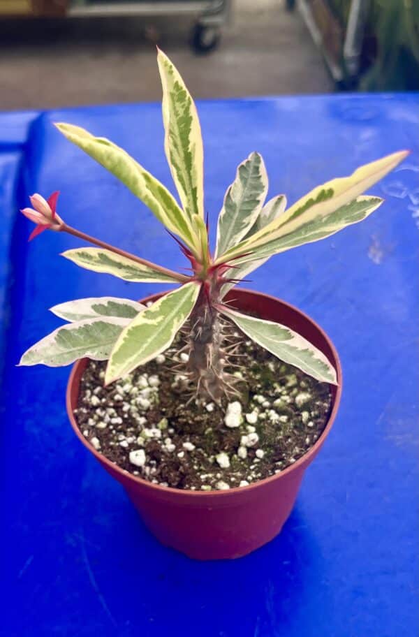 4" Crown of Thorns Variegated