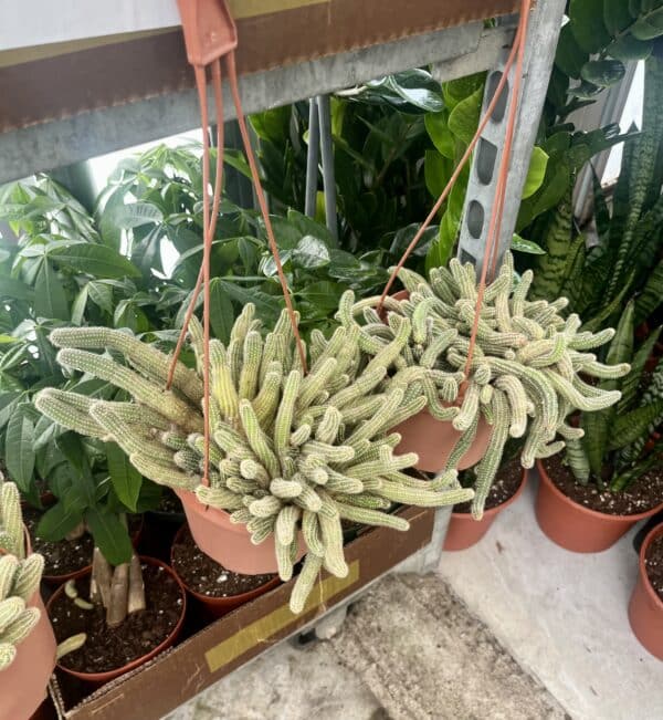 6" Peanut Cactus Hanger