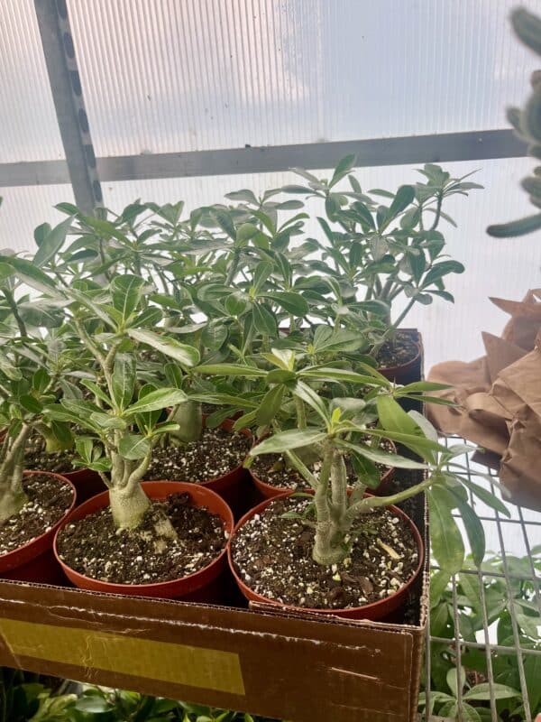 6" Desert Rose
