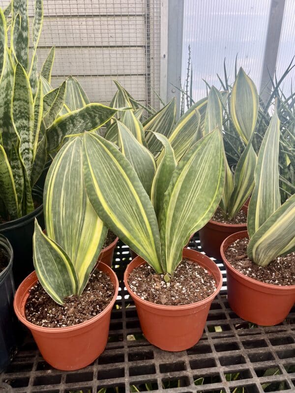 8" Sansevieria Whale Fin Variegated
