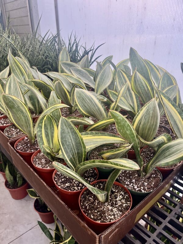 6" Sansevieria  Whale Fin Variegated