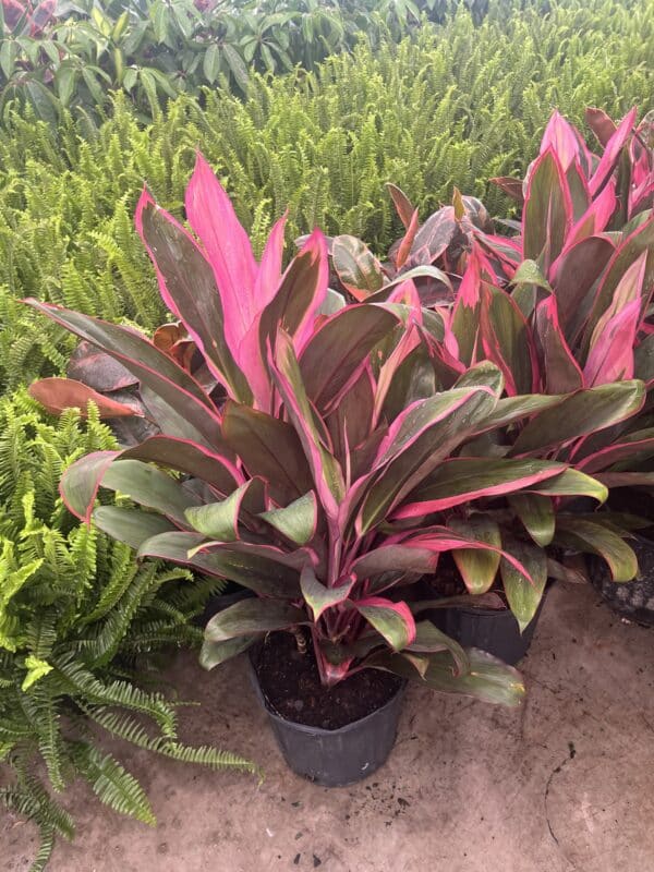 10" Cordyline