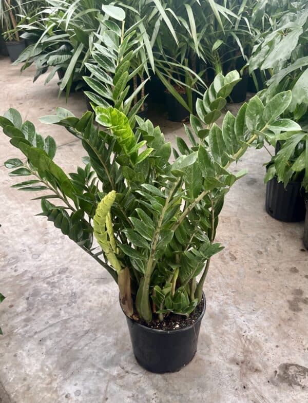 14" ZZ Plant - Image 2