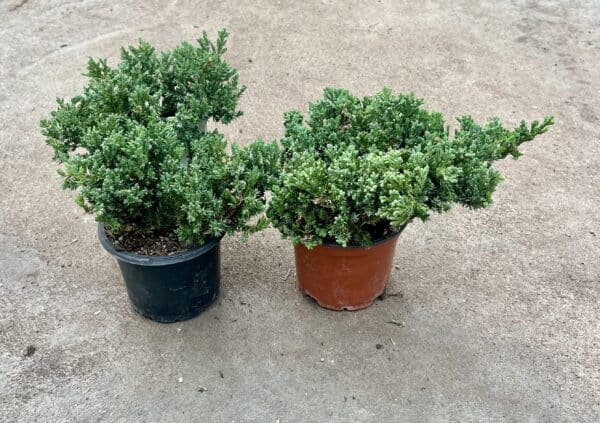 4" Juniper
