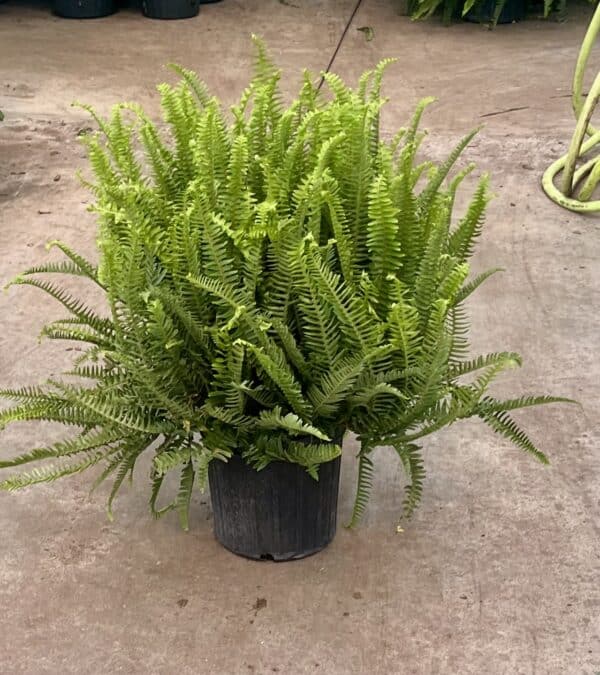 8" Kimberly Queen Fern - Image 2