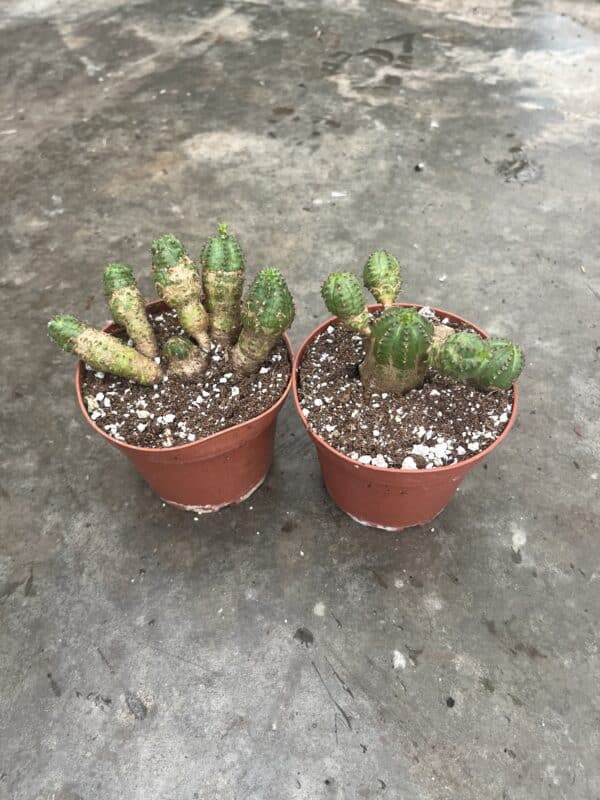 4" Euphorbia Monstrose