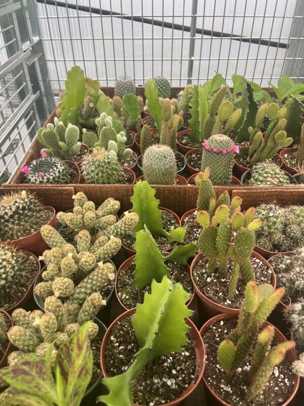 4" Cactus - Image 5