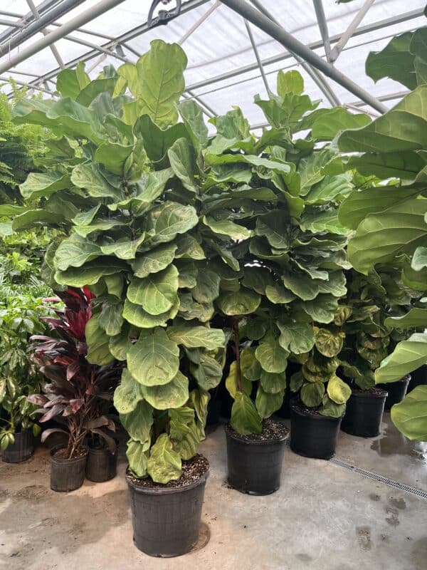 17" Fiddle Fig Bush