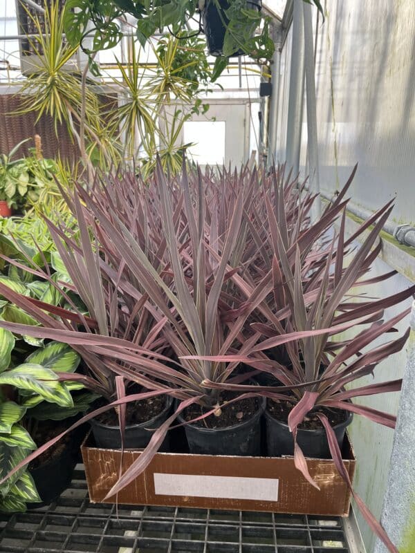 Cordyline  6-In Red Sensation - Image 2