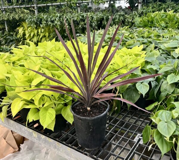 Cordyline  6-In Red Sensation