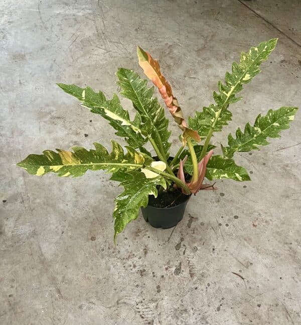 8" Philodendron Ring of Fire