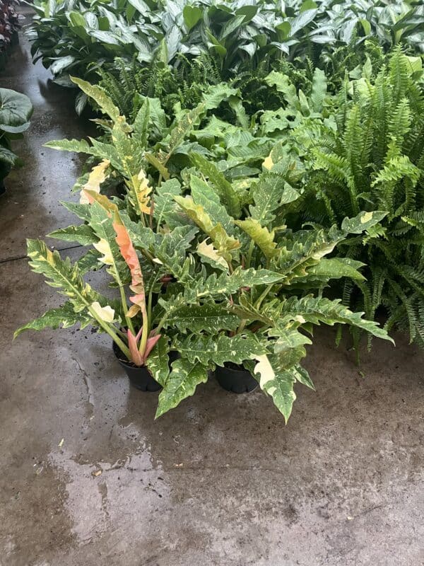 8" Philodendron Ring of Fire - Image 2