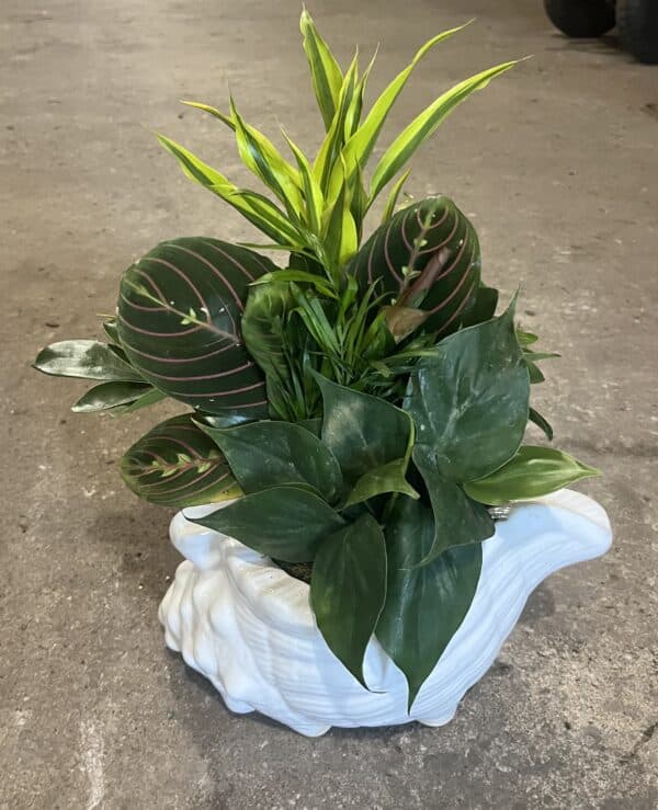 Ceramic  Shell Medium