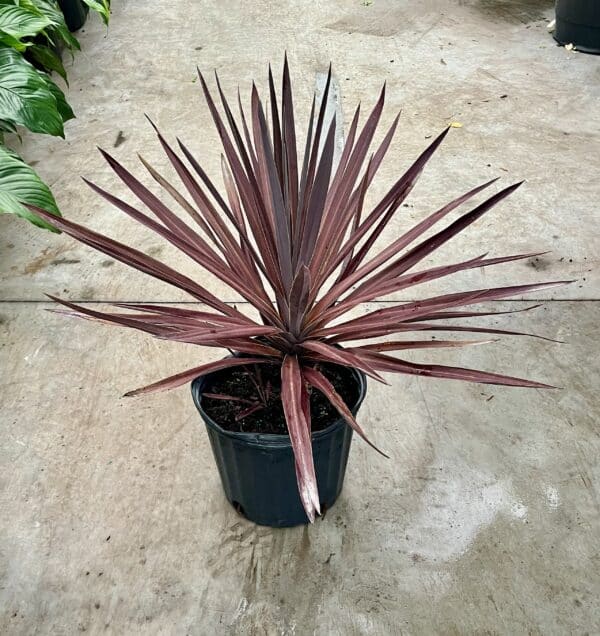 10" Cordyline Red Sensation