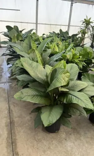 10" Spath Sensation