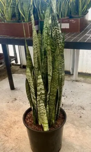 14" Sansevieria Zeylanica