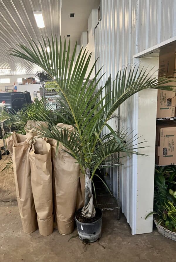 14" Spindle Palm