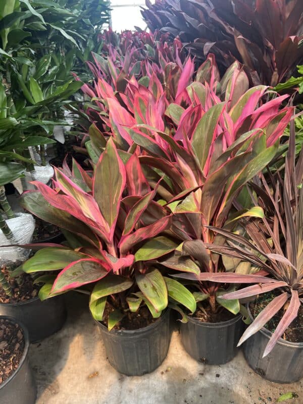 10" Cordyline - Image 3