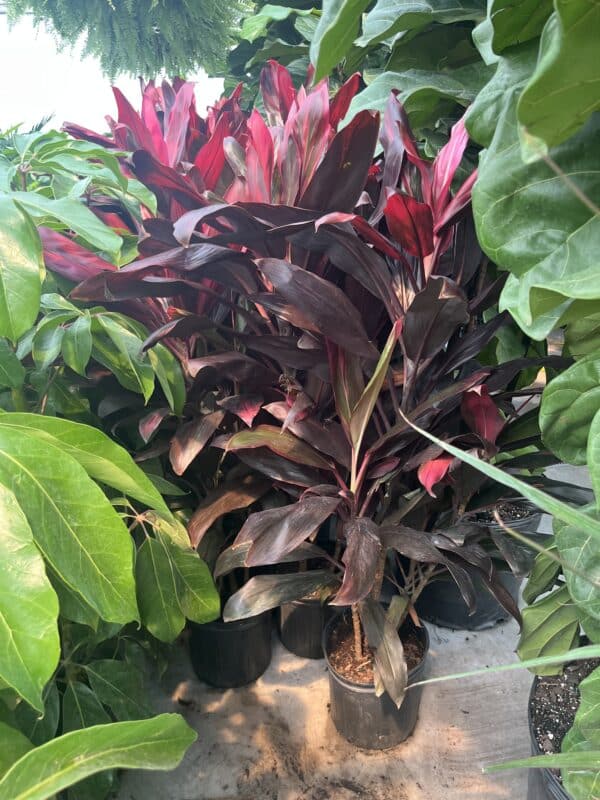 10" Cordyline - Image 2