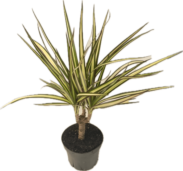 4" Margi Kiwi Cane