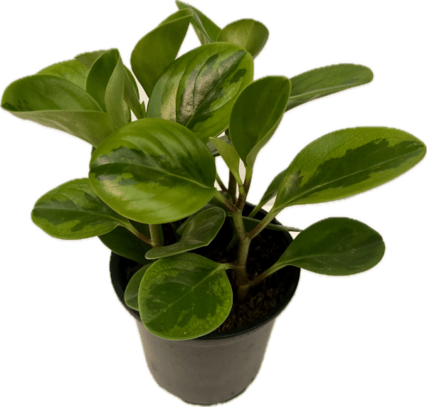 4" Peperomia Lemon Lime