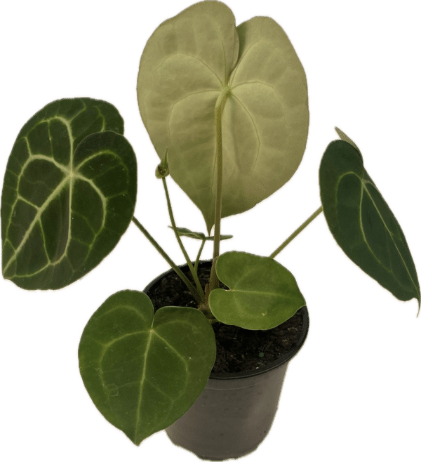4" Anthirum Clarinervium