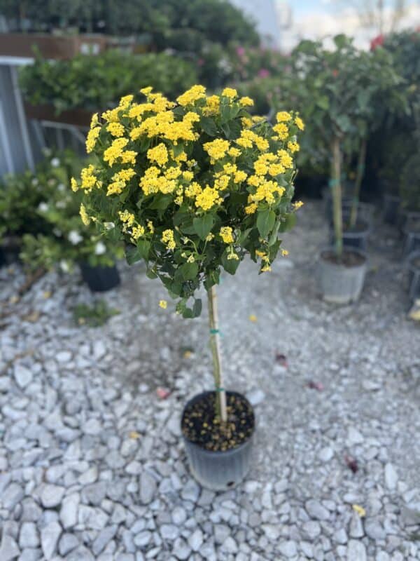 10" Lantana Tree