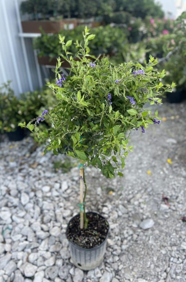 10" Duranta Tree - Image 2