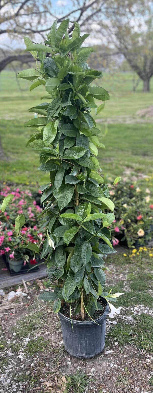 12" Mandevilla TeePee