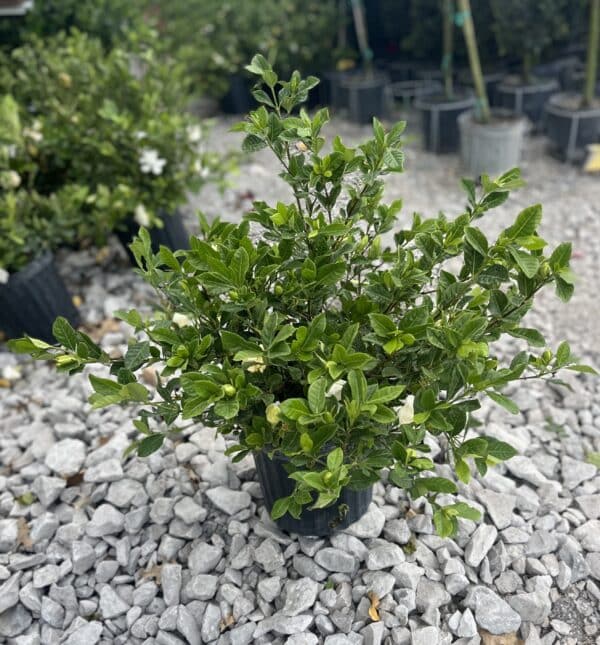 10" Gardenia Bush