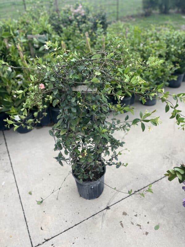 10" Jasmine Trellis