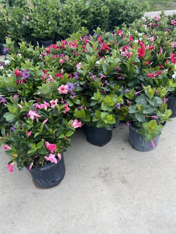 10" Mandevilla (Bush)