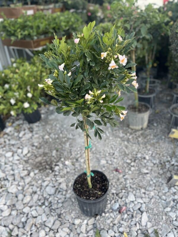 10" Dwarf Jasmine (Tree)