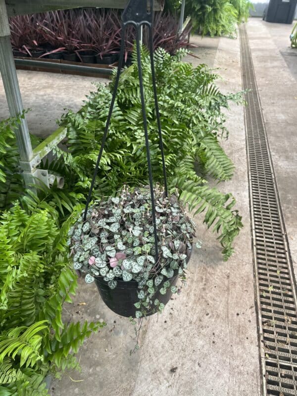 8" HB String Of Hearts