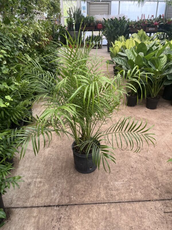 10" Palm Robelenii