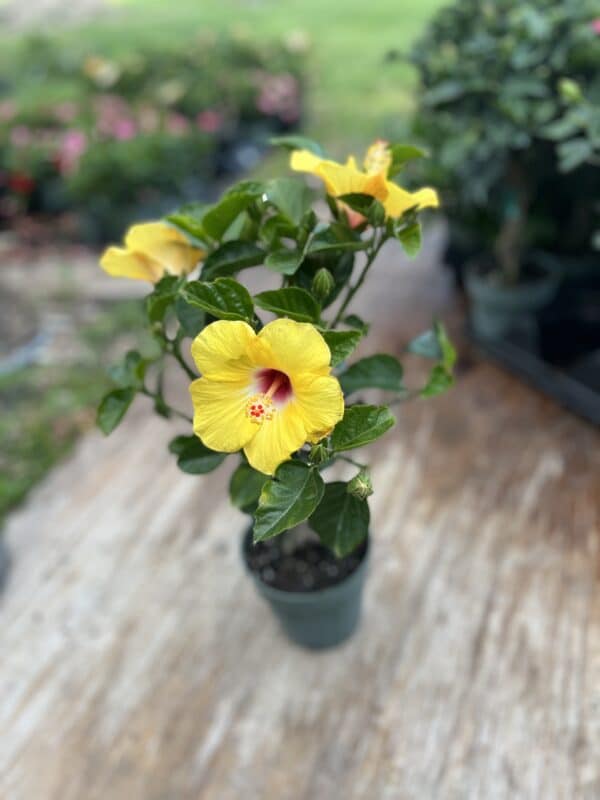 6" Hibiscus (Braid) - Image 3