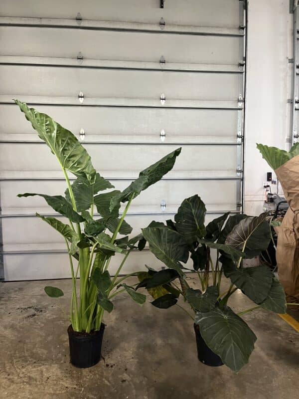 12" Alocasia - Image 2