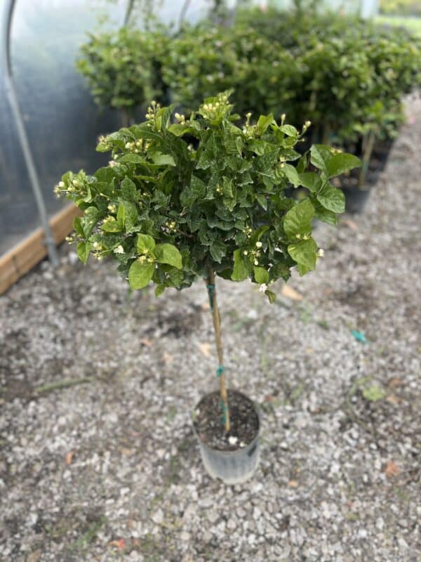 10" Jasmine Sambac Tree