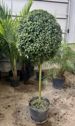 14" Eugenia 1-Ball