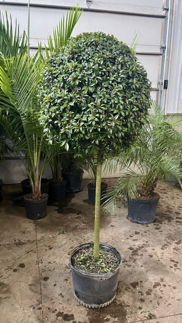 14" Eugenia 1-Ball